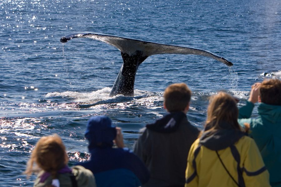 Tourists on a whale watching tour in Vancouver